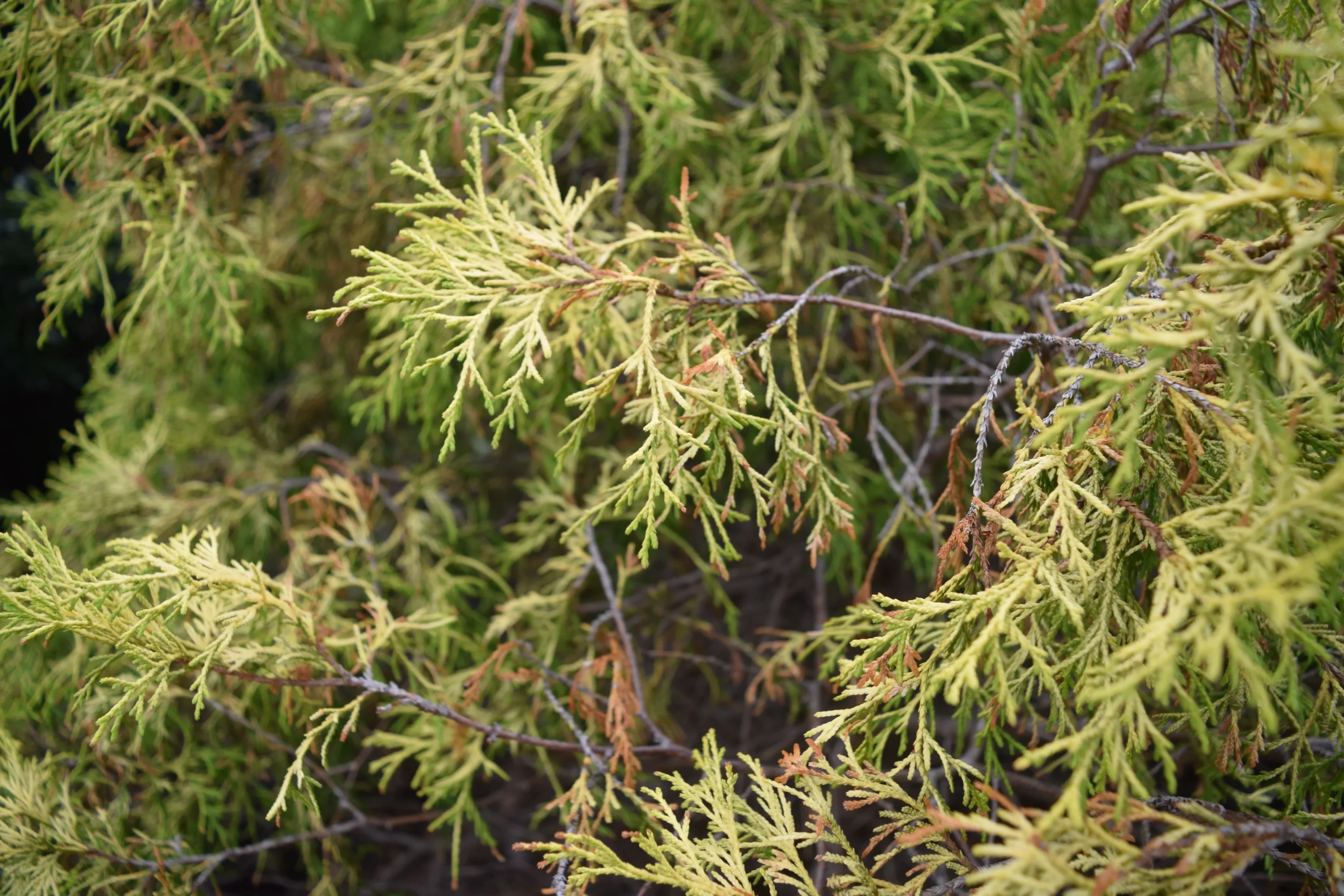 Gold_Thread_Cypress_plant_by_number
